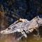 Parco Gran Paradiso - marmotta