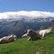 Pyrénées, Superbagnères.