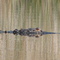 Crooked Creek - Momma Gator