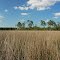 In The Reeds