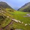 Sheeps, humans and water in motion near Lac d'Ourrec, France