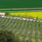 ulivi e colza