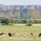 Vers le Défilé de la Pierre Ecrite : Plateau de Salignac et Crête de Vaumuse
