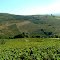 Panorama de vignes