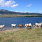 Pyrénées, Les Angles, Lac de Matemale