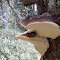 Fomitopsis pinicola, Faux Amadouvier...