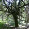 Strange tree