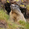Marmotte