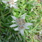 Edelweiss