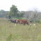 Florida Cattle Scene