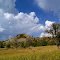 LA PIARRE - PAYSAGE
