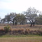 Oak Stand