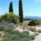 Jardin Aromatique SANOFLORE (juillet 2008 Gigors et Lozeron, Drôme)