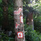 Graphisme forestier