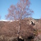 Betula sp, Angoustrine (66)
