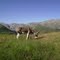 l'âne du Col de l' Arche,  Alpes.