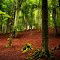 El Bosque.