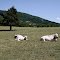 Family cows