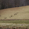 Turkey in a field