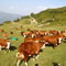 troupeau de vaches tarines