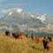 Tarines en alpage