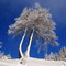 Snow