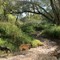 Along the San Pedro River