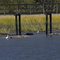 Egrets in the marsh