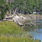 Fallen Tree on the Julianton River