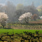 Almonds flowering in Spring near Goult