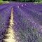 ***Panoramio Contest: First Prize 08.2012*** Roussillon-Provence Lavanda