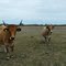 Magnils_Reigners, marais communaux, bovidés au pacage