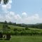 Crane Creek Vineyard