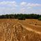 "...You'll remember me when the west wind moves upon the fields of barley, You'll forget the sun in his jealous sky as we walk in the fields of gold..."  - Gordon Sumner. ( Sting)