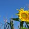 Cold Sunflower, Dawsonville, Georgia USA- www.flickr.com/photos/rleephotos2010