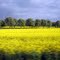 Fields in Sweden
