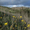 Mission Trails Park