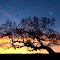 Brother Sun Sister Moon