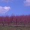 Merchier's Orchard Peach trees