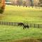 Toccoa Pasture