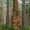 Deep within the forest