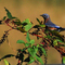 Bluebird