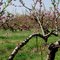 Gregg's Peach Orchard