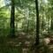 Beech forest in "Bokskogen/Torup" recreation area east of Malmö, Skåne/Scania. June 2009.