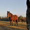 Horses Looking On