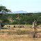 Omaruru Game Reserve: Gemsbok