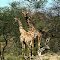 Omaruru Game Reserve: Giraffe's