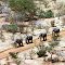 Omaruru Game Reserve: Elephants on Demand