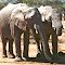 Omaruru Game Reserve: Elephants on Demand