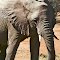 Omaruru Game Reserve: Elephants on Demand